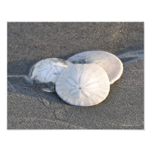 11X14 A Trio of Sand Dollars Photo Print