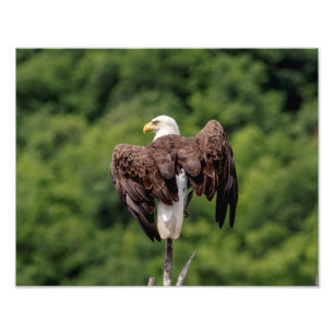 11x14 Bald Eagle on a branch Photo Print
