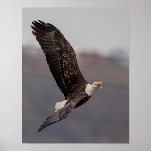 11x14 Bald Eagle Poster (Front)