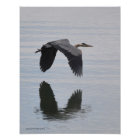 11X14 Great Blue Heron in Flight