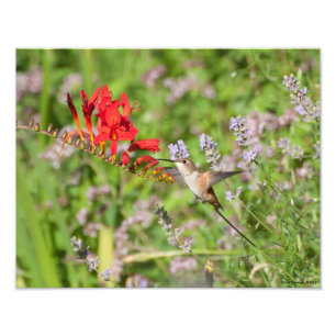 11X14 Hummingbird Lovers Delight Photo Print