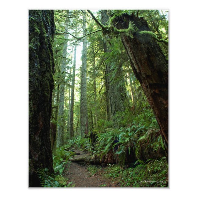 11X14 Old Growth Forest at Twanoh State Park, WA Photo Print (Front)