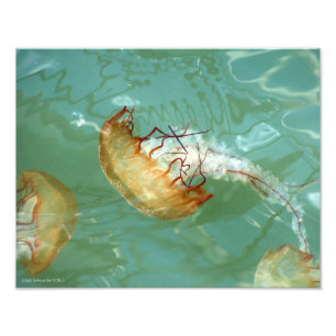 11X14 Sea Nettle Jellyfish Photo Print