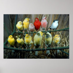 12 Canaries, Canary Islands (Serinus canaria Poster