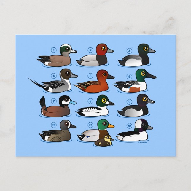 12 Ducks Postcard (Front)