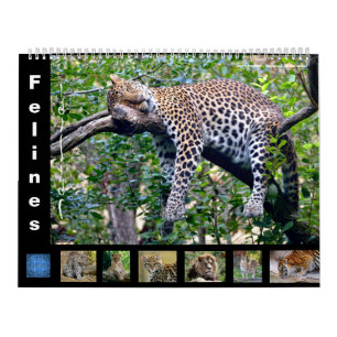 12 month calendar Felines