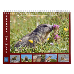 12 month calendar of Alpine marmots 2025
