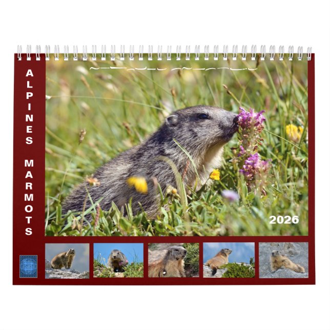 12 month calendar of Alpine marmots 2025 (Cover)