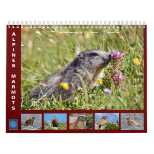 12 month calendar of Alpine marmots 2025