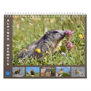 12 month calendar of Alpine marmots 2025