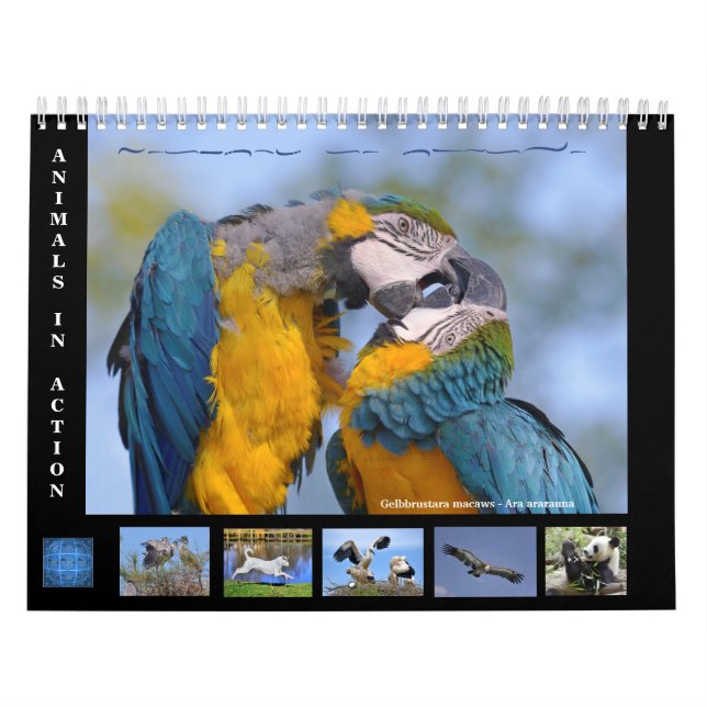 12 month Calendar of animals in action (Cover)