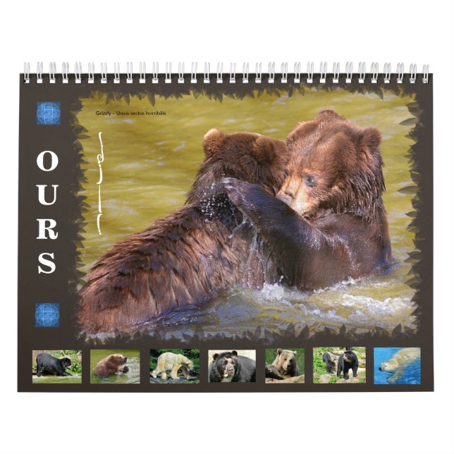 12 month calendar various bears  (Cover)