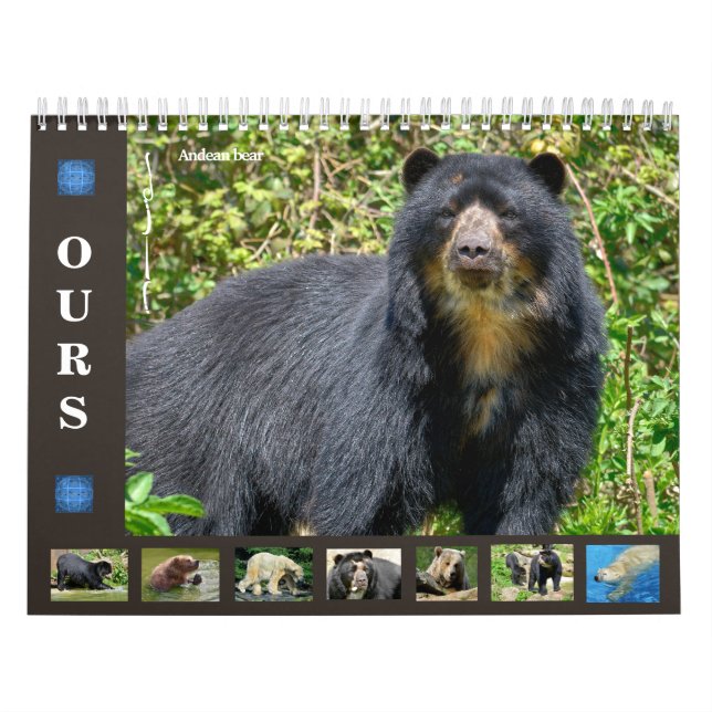 12 month calendar various bears  (Cover)