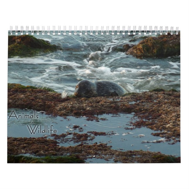12 Months of Animals and Wildlife Photography Calendar (Cover)