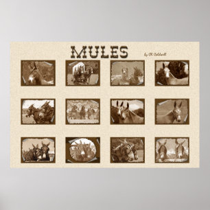 12 Mules Poster