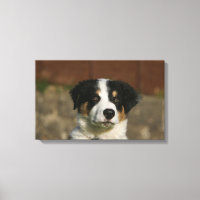 12 Week Old Border Collie Puppy Headshot