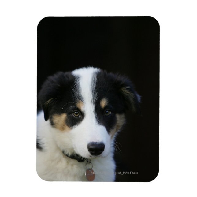 12 Week Old Border Collie Puppy Magnet (Vertical)