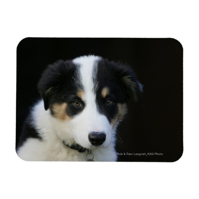 12 Week Old Border Collie Puppy Magnet (Horizontal)