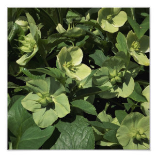 12"x12" Green Hellebore Photo Print