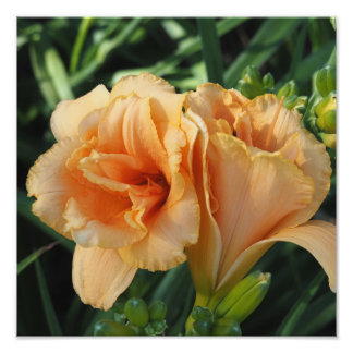12"x12" Orange Daylilies Photo Print