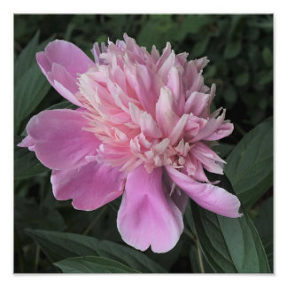 12"x12" Pink Peony Photo Print