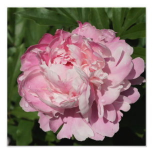 12"x12"  Pink Peony Photo Print