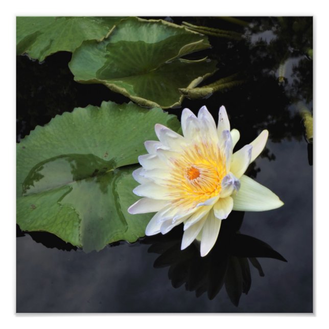 12"x12" Water Lily Photo Print (Front)