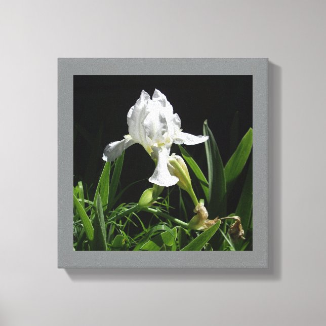 12" x 12" White Iris on Black Background Photo Canvas Print (Front)