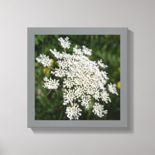 12" x 12" White Queen Ann's Lace Photo Canvas Print