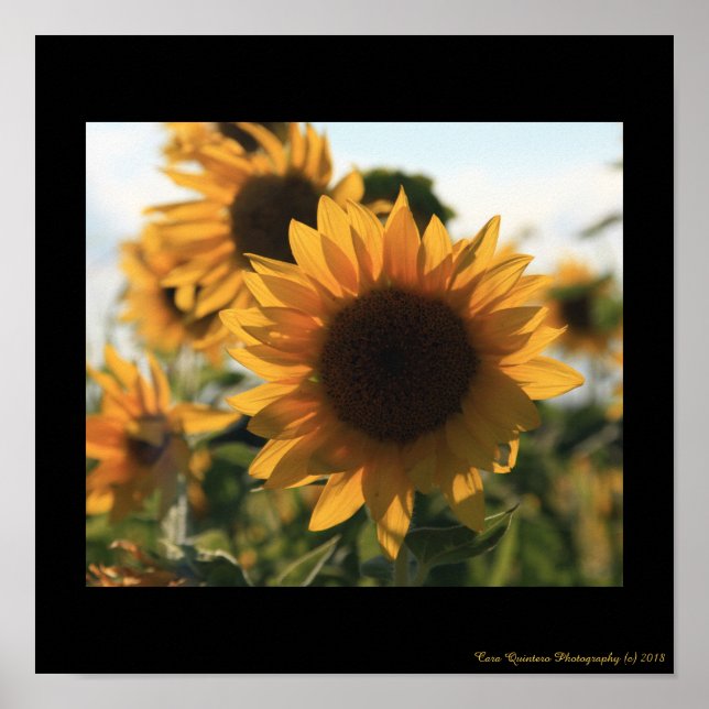 12X12 Big Beautiful Sunflower Poster (Front)