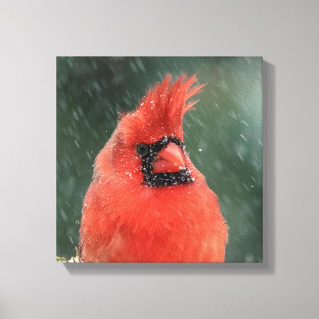 12x12 Cardinal in a pine tree during a snow storm Canvas Print (Front)