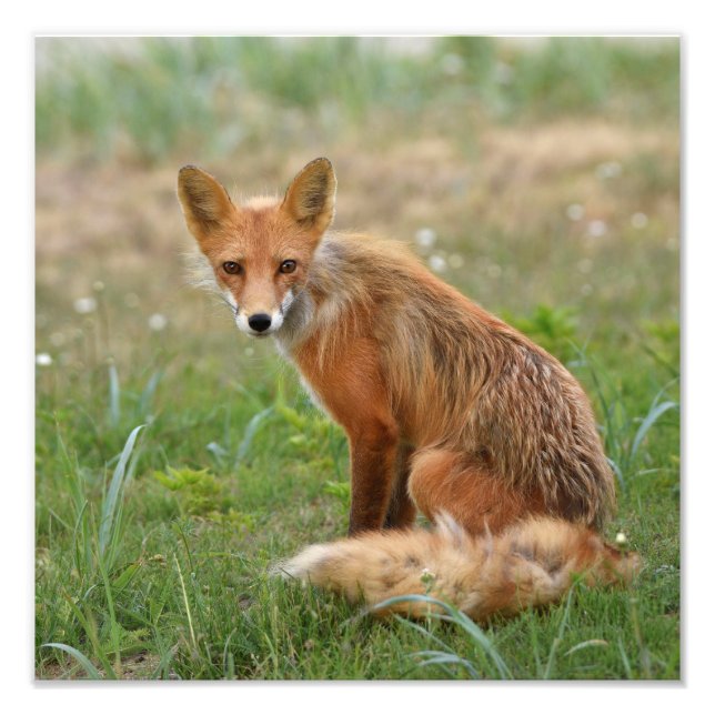 12x12 photo of fox (Front)