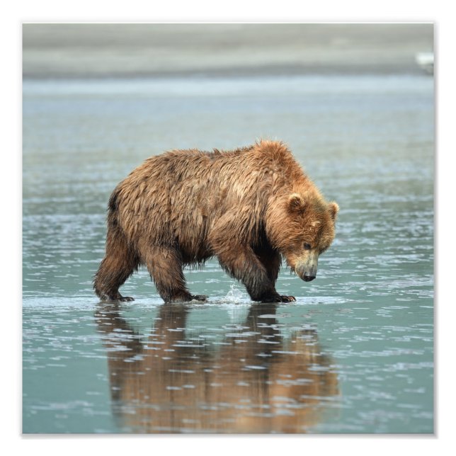 12x12 Satin photo of grizzly bear (Front)