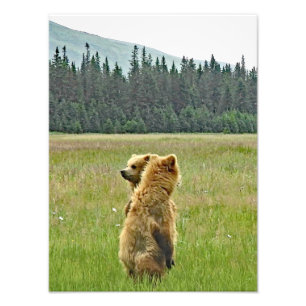 12x16 Satin finish photo of grizzly bear cubs Print