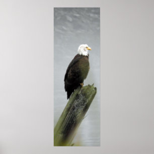 12x36  Poster Paper (Matte) of eagle