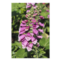 13"x19" Foxglove
