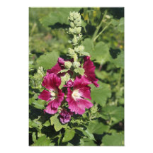 13"x19" Hollyhock
