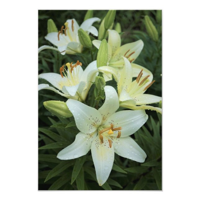 13"x19" White Lilies Photo Print (Front)