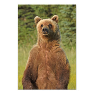 13x19 Satin photo of grizzly bear Print