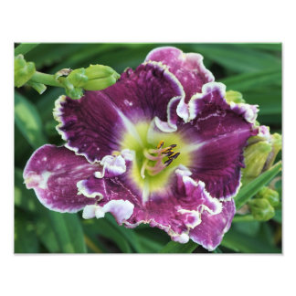 14"x11" Daylily Photo Print