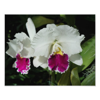 14"x11" Orchids Photo Print