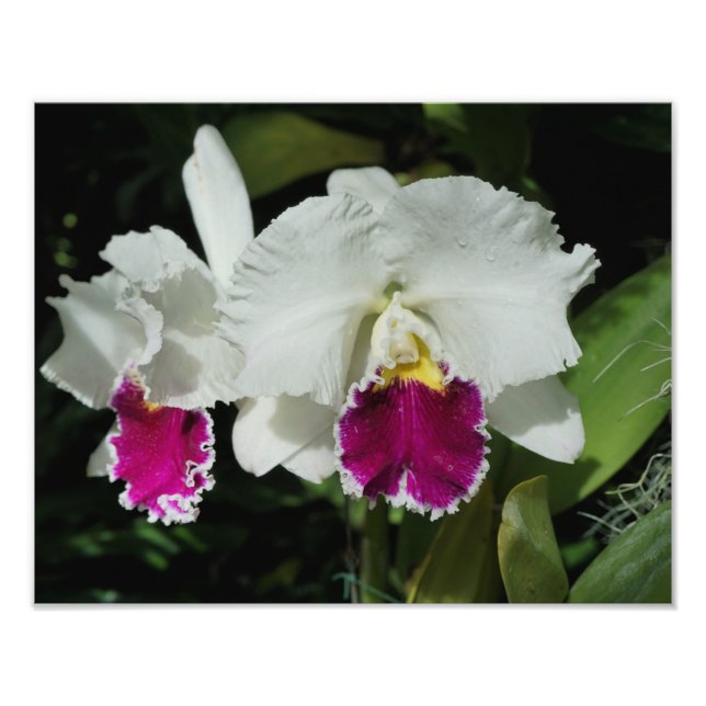 14"x11" Orchids Photo Print (Front)