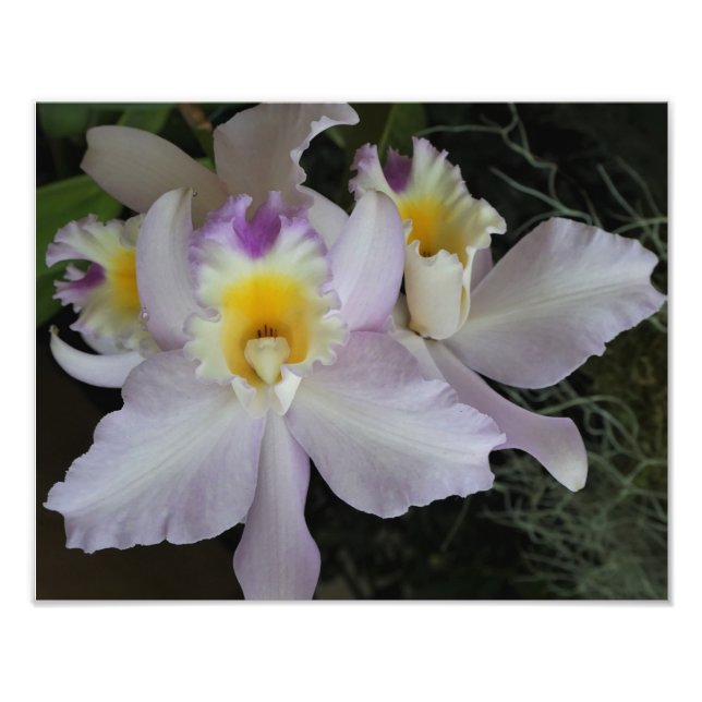 14"x11" Orchids Photo Print (Front)