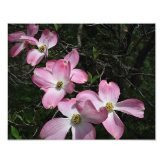 14"x11" Pink Dogwood Photo Print