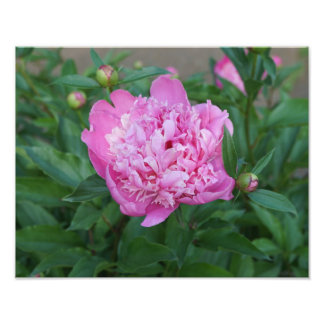 14"x11" Pink Peony Photo Print