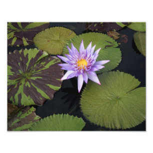 14"x11" Water Lily Photo Print