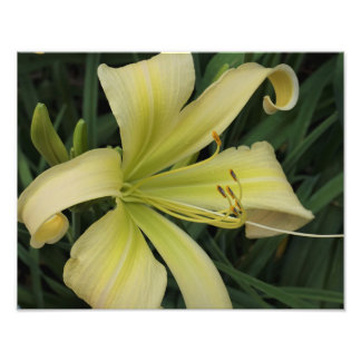 14"x11" Yellow Daylily Photo Print