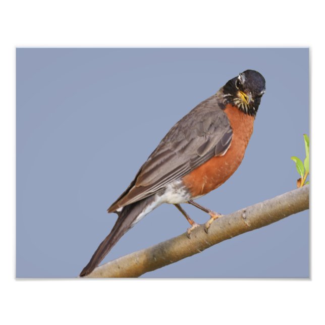 14" x 11", Kodak Professional Photo Paper (Satin) Print (Front)