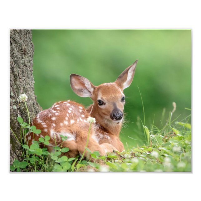 14x11 Adorable Fawn laying under a tree Photo Print (Front)