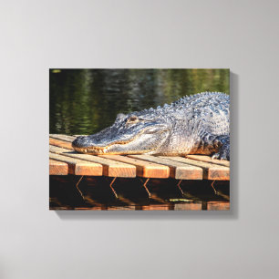 14x11 Alligator at Homosassa Springs Wildlife Stat Canvas Print